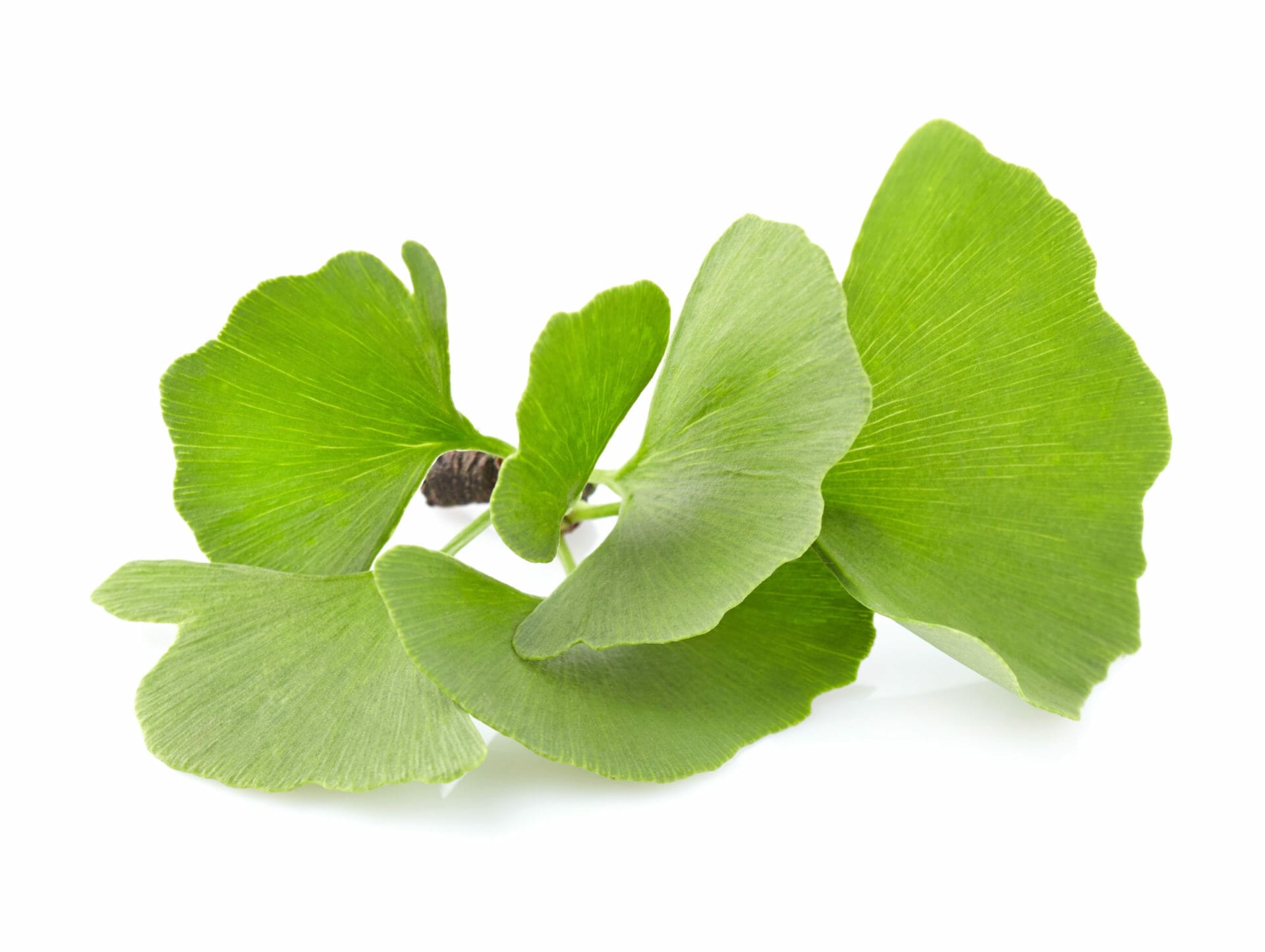 Ginkgo leaf