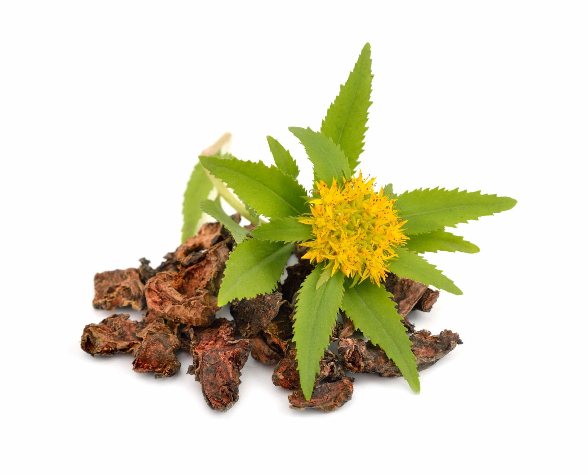 Rhodiola Rosea root