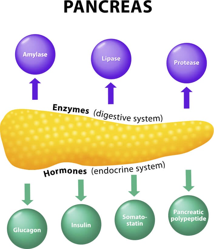 Pancreas and its function