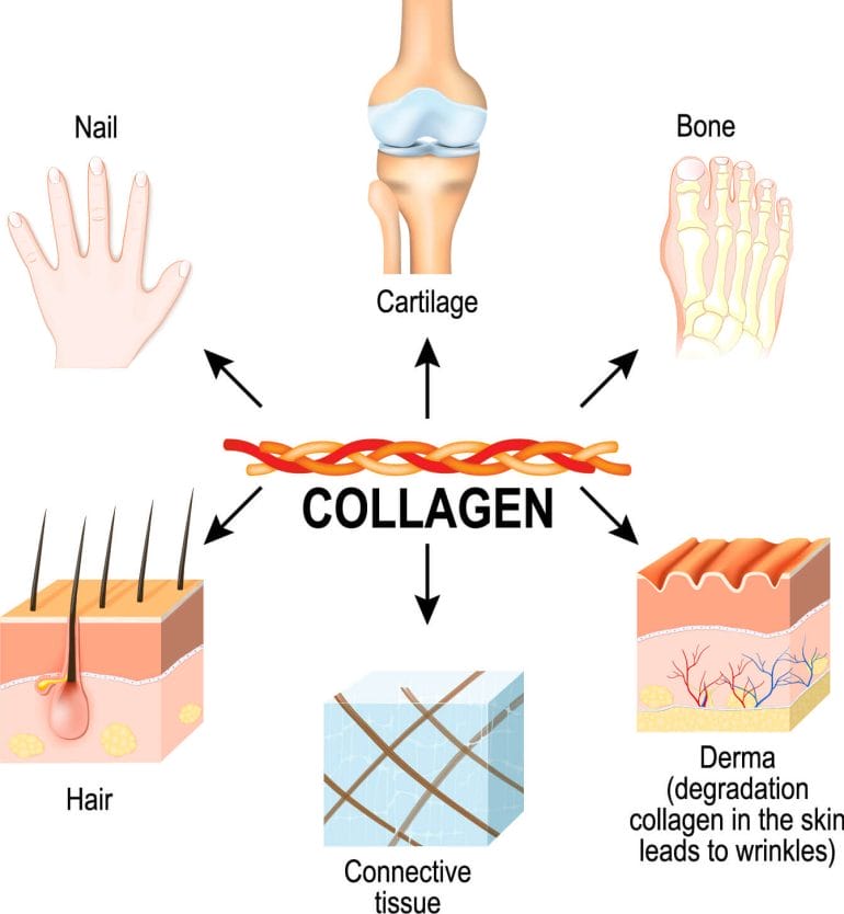 Collagen plays an important role in the body.