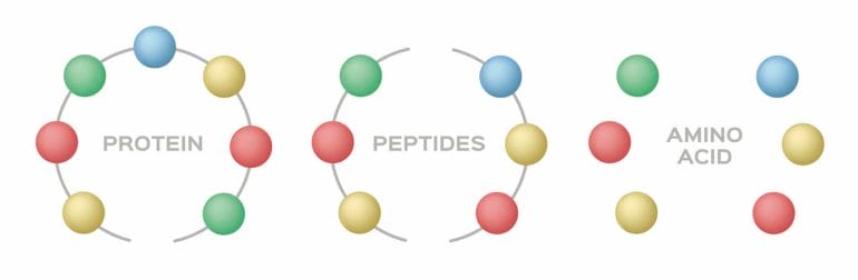 Protein vs. Peptides vs. Amino acids