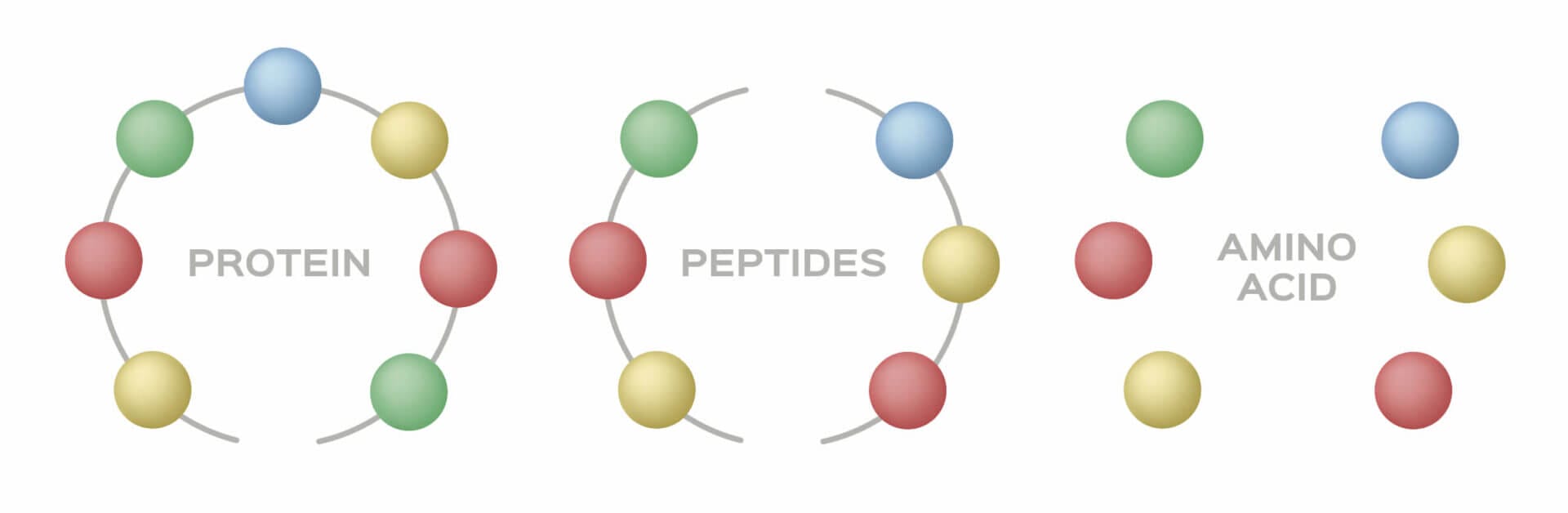 Protein vs. Peptides vs. Amino acids