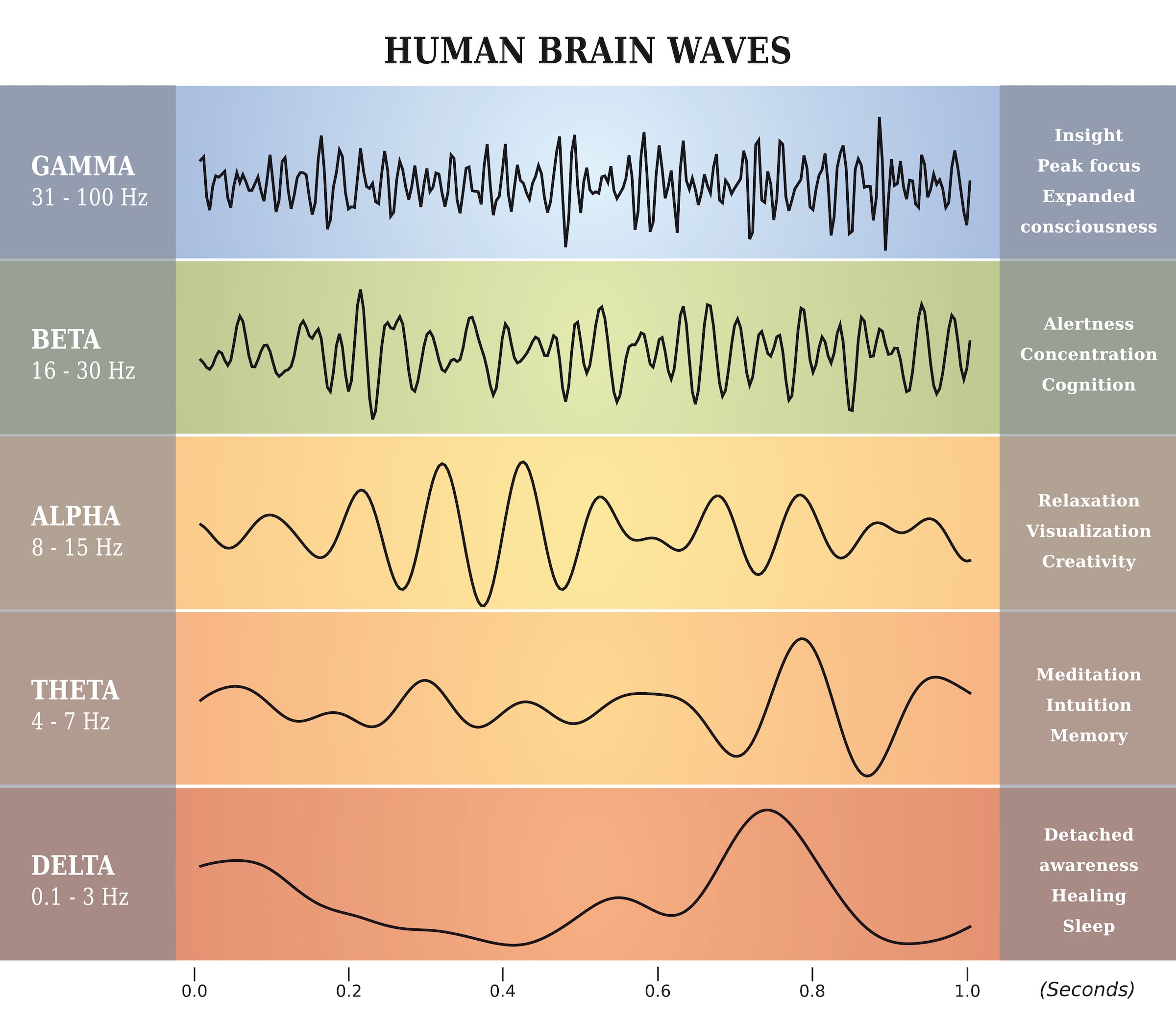 Brainwaves during different stages of sleep.