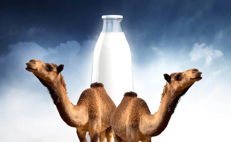 What are the health benefits of camel milk