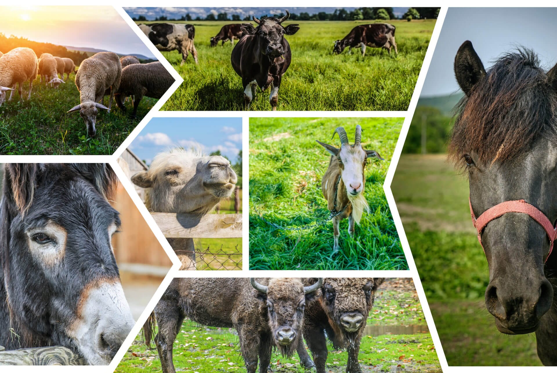 Camel milk vs. milk from other herbivores