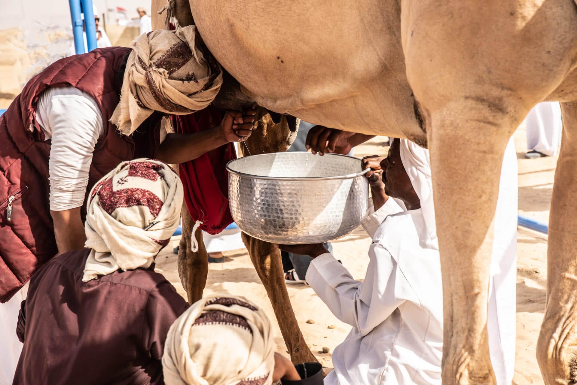 Nomads milking a camel copy