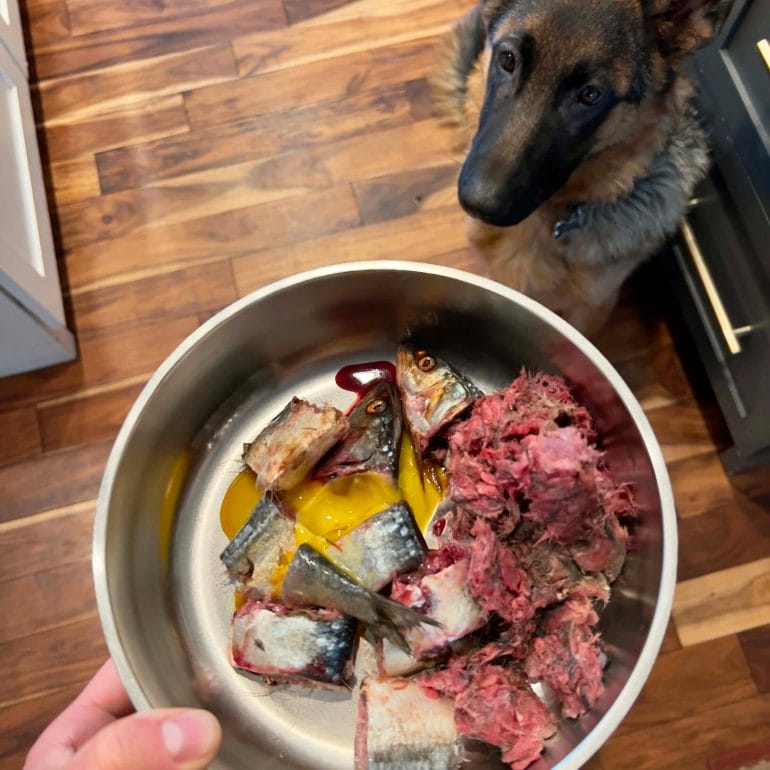 Our German Shepherd Dog thrives on a raw diet