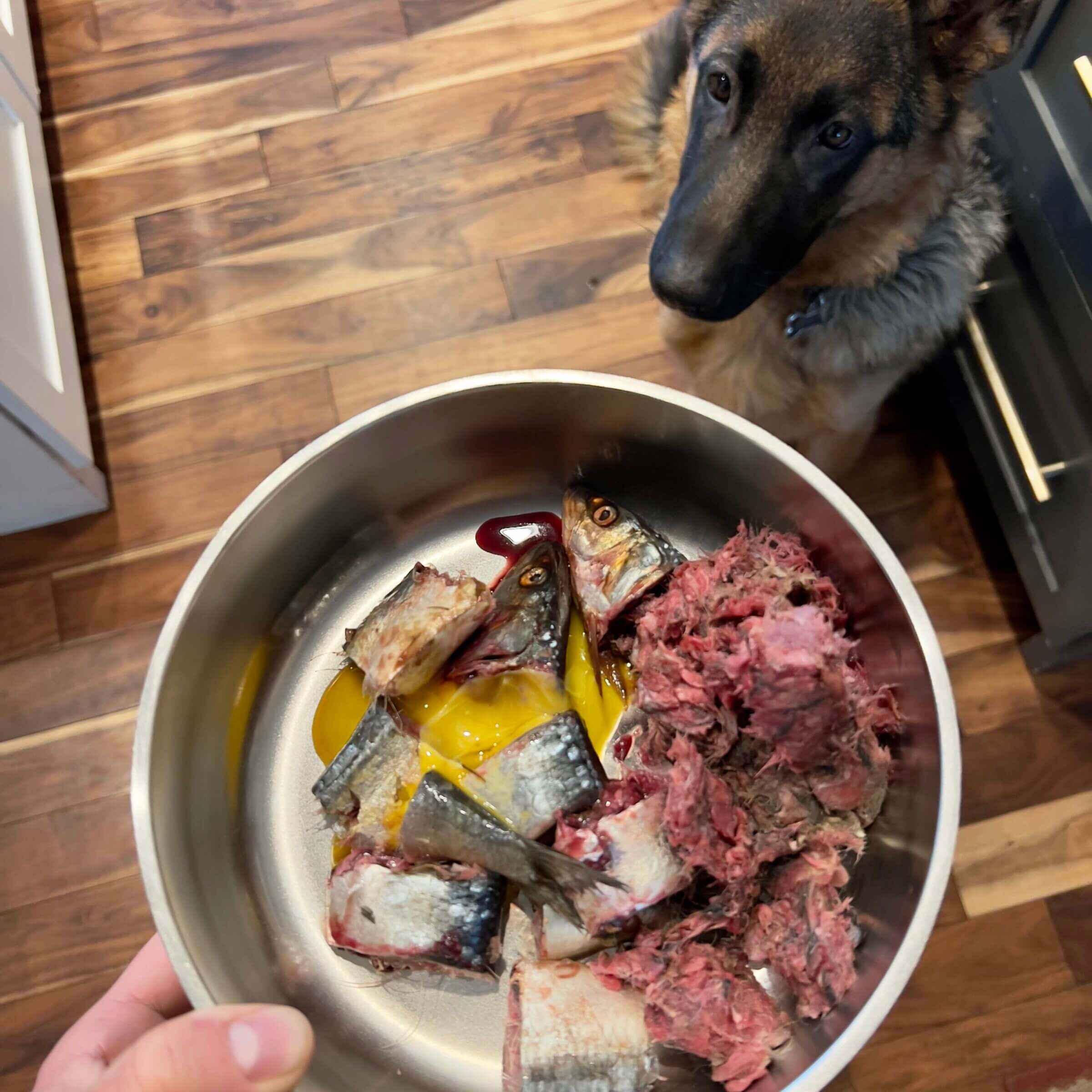 Our German Shepherd Dog thrives on a raw diet