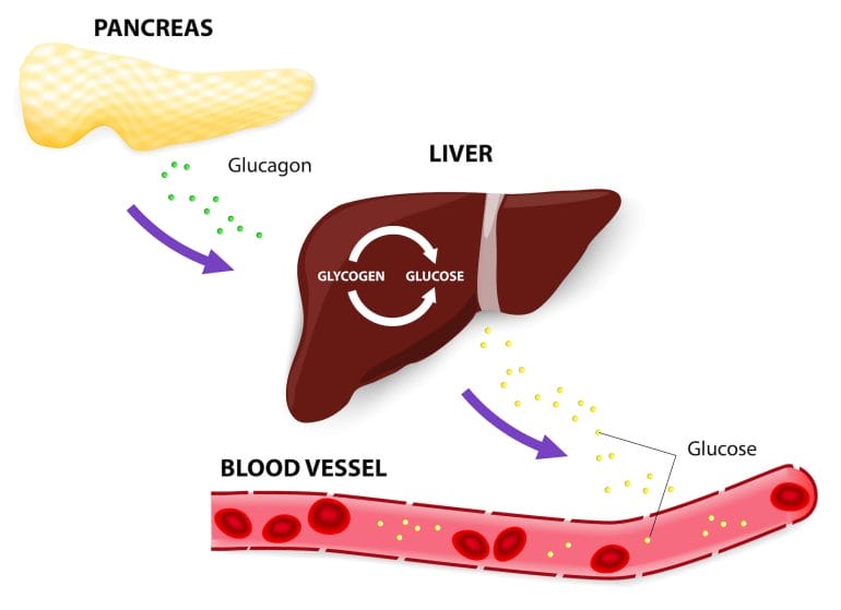 Liver releases glycogen