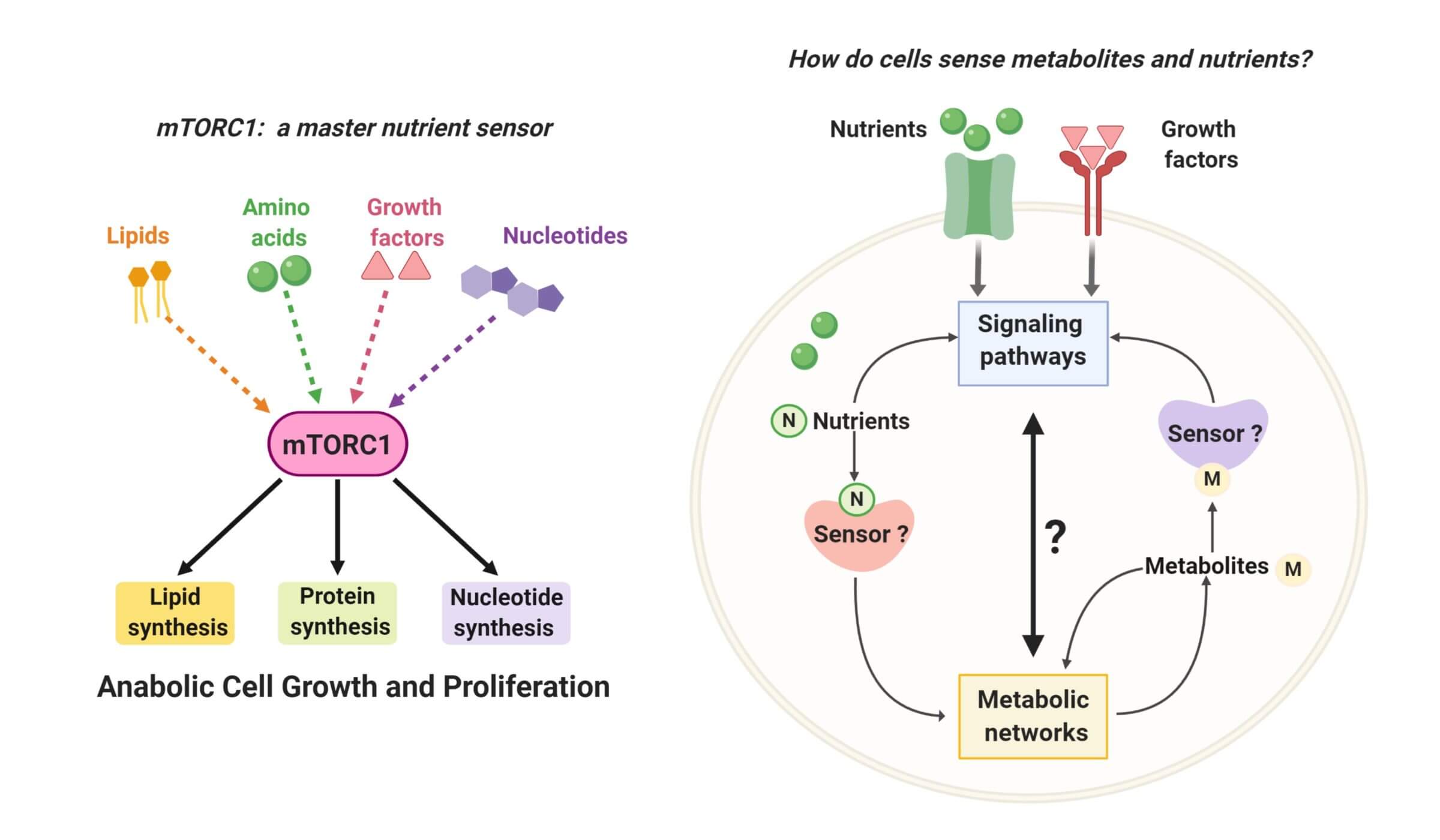 Cellular nutrient sensing