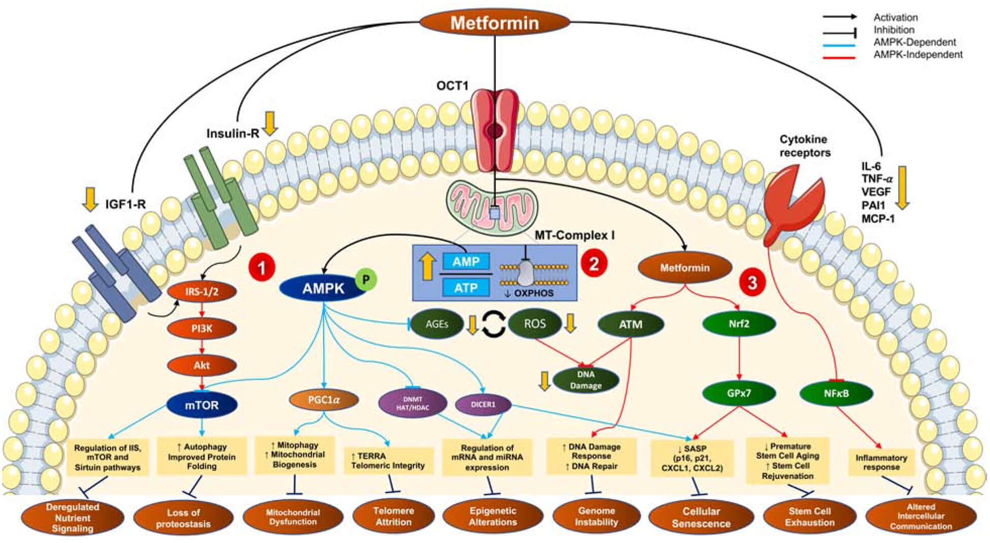 How metformin influences age-related processes in the body.