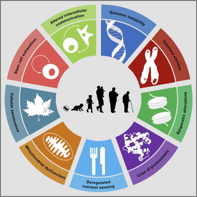 A graphic showing the hallmarks of aging.