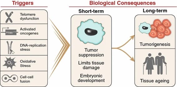Triggers and consequences of cellular senescence