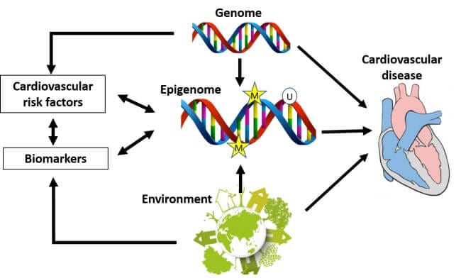 Epigenetics diagram