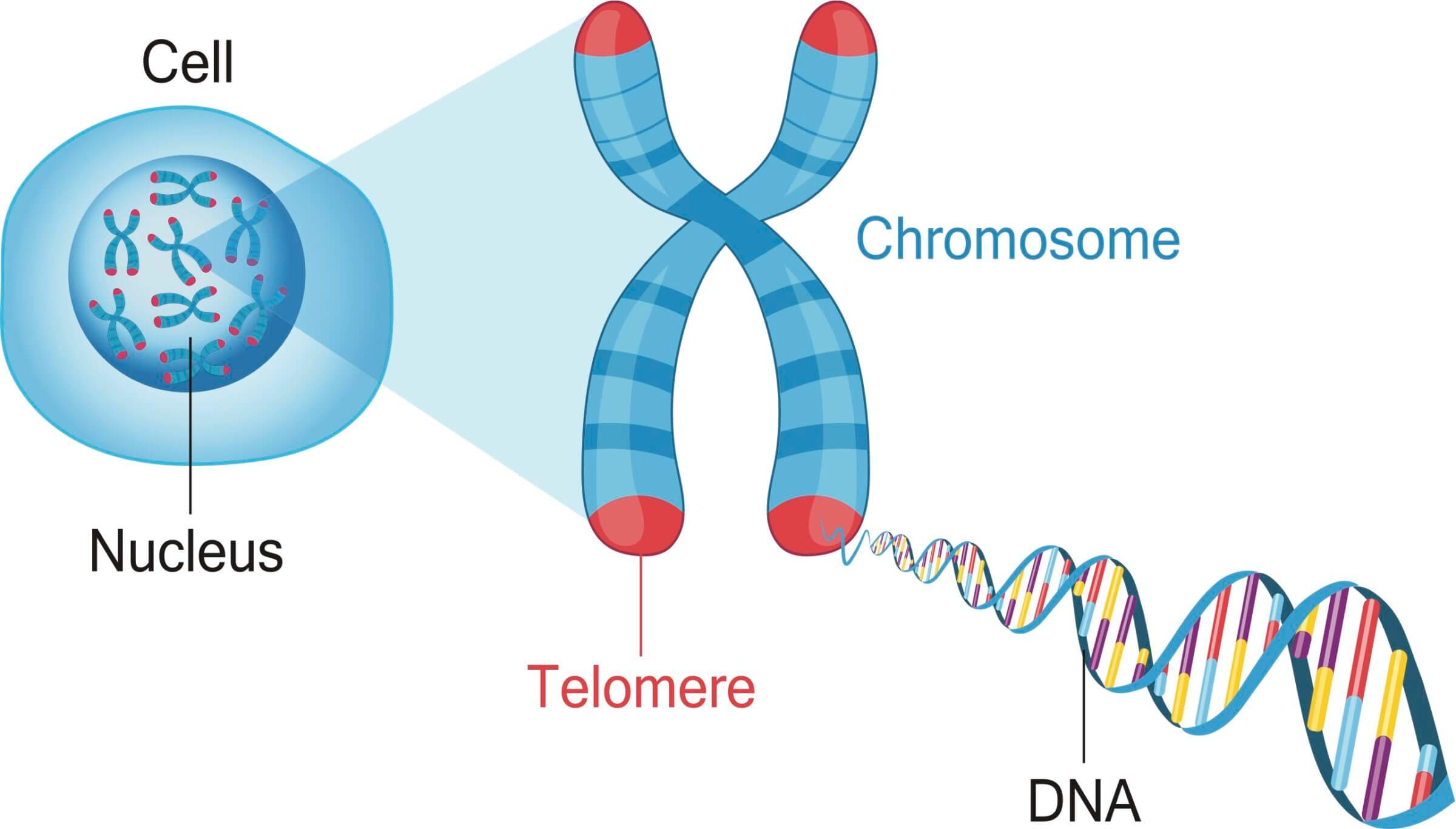 Telomeres protect our chromosomes.