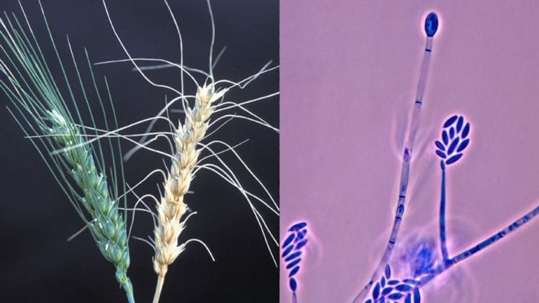 Many grains are infected by estrogenic fungus