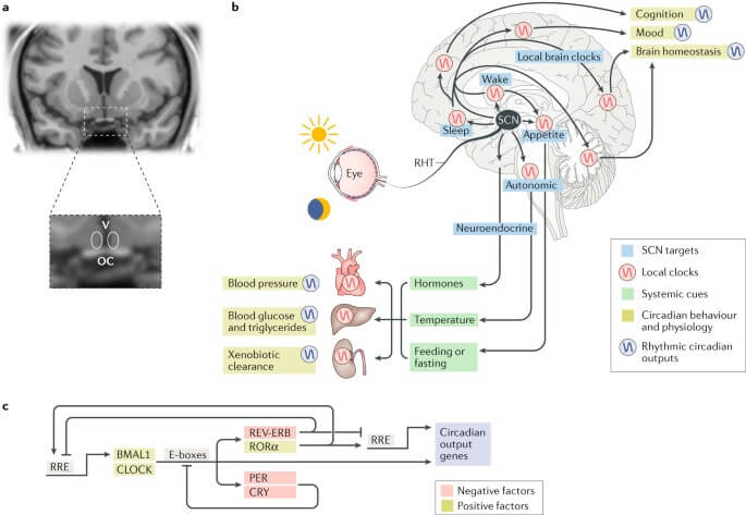 Light impacts numerous chemical processes in our brains