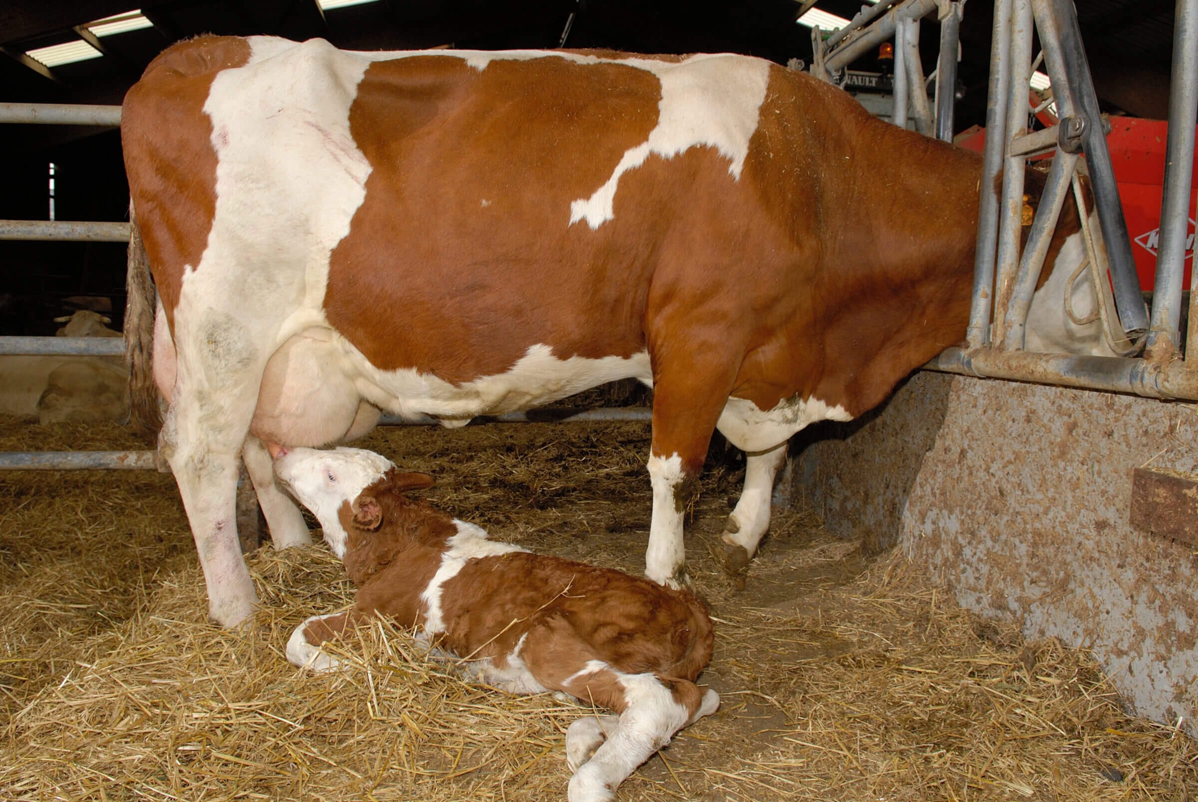 Calf drinking milk