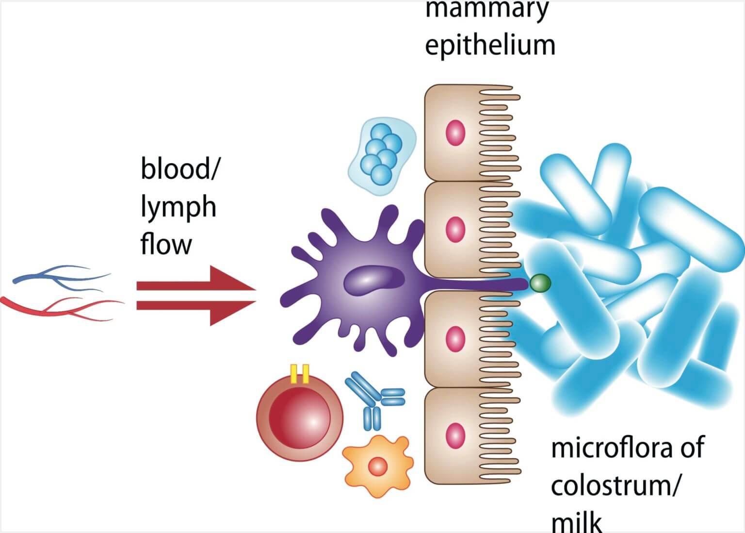 Why Bovine Colostrum Is Healthy For Humans