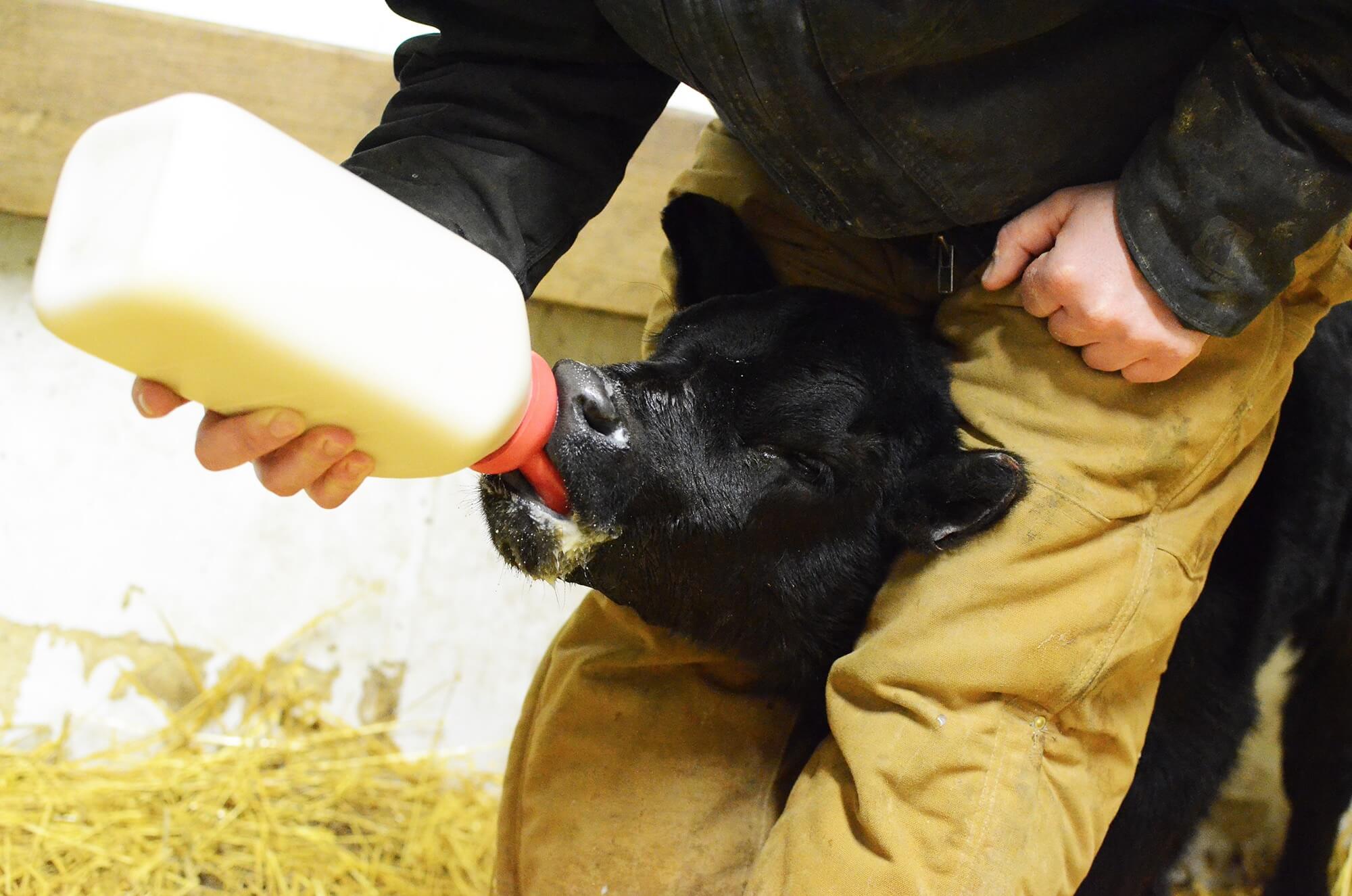 Calf drinking colostrum