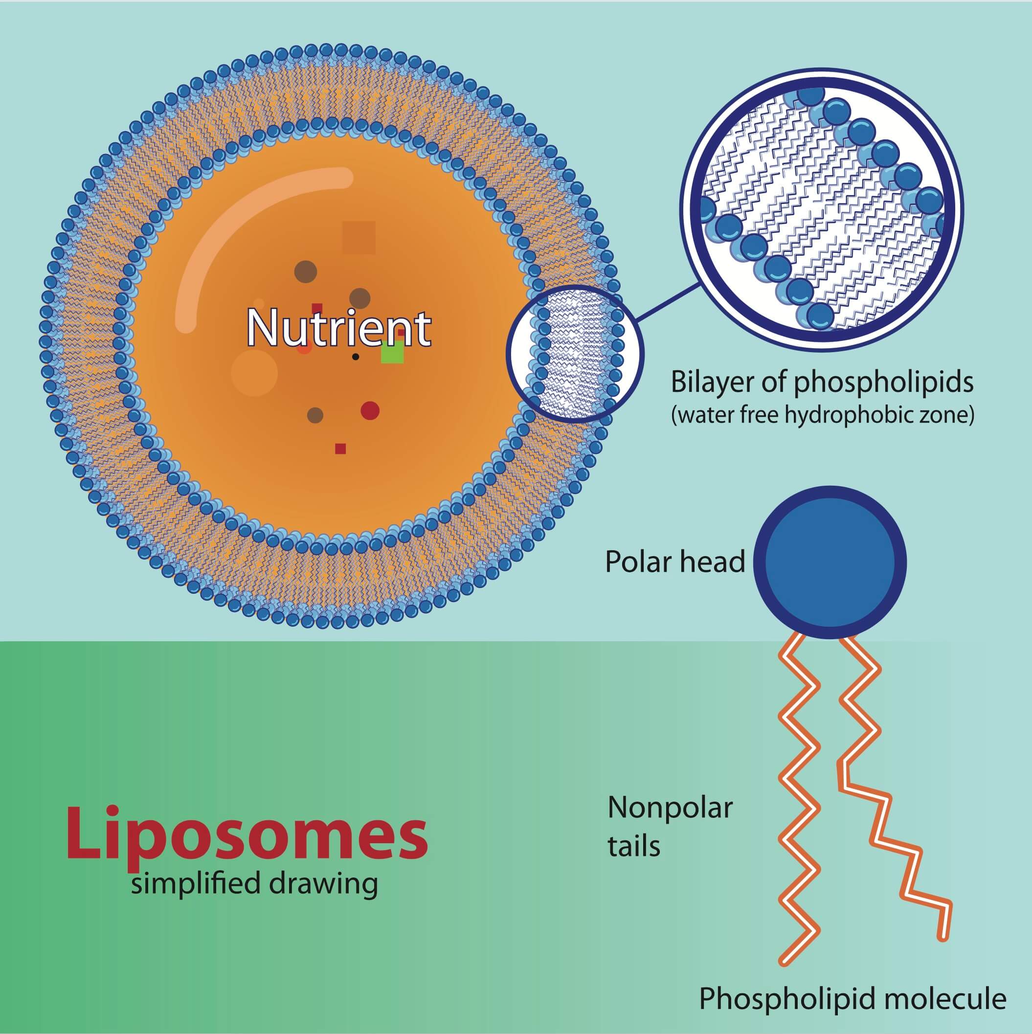 Liposomal delivery