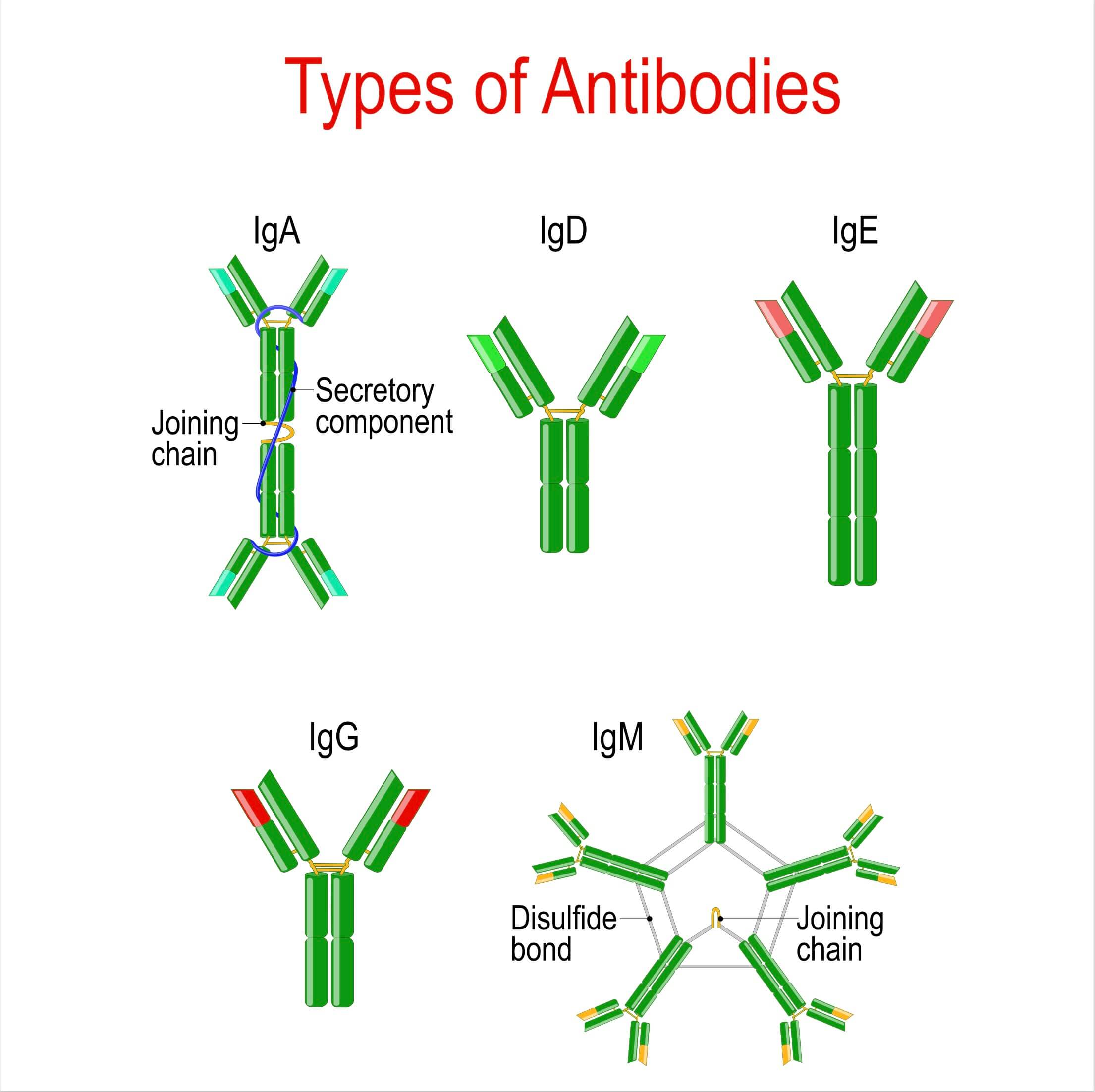 Types of antibodies