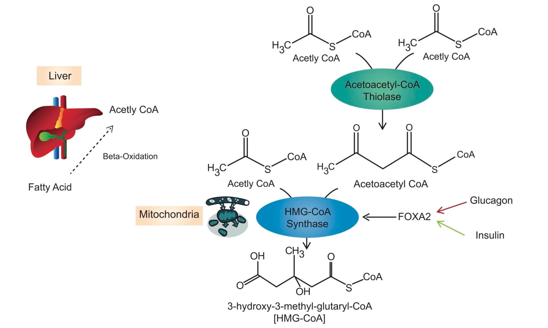 ketogenesis pathway