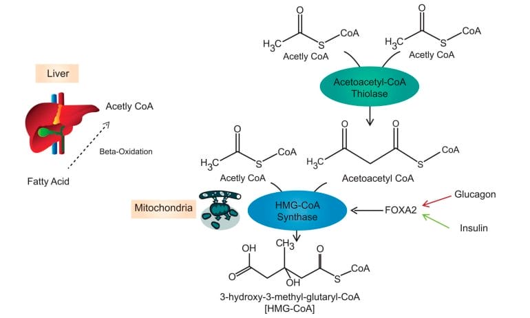 ketogenesis pathway