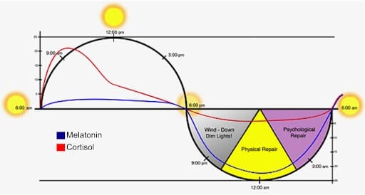 Light affects the release of melatonin and cortisol