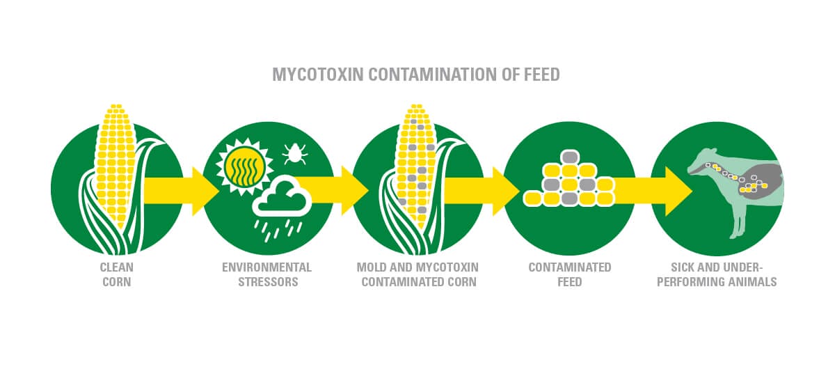 Infographic explaining mycotoxins