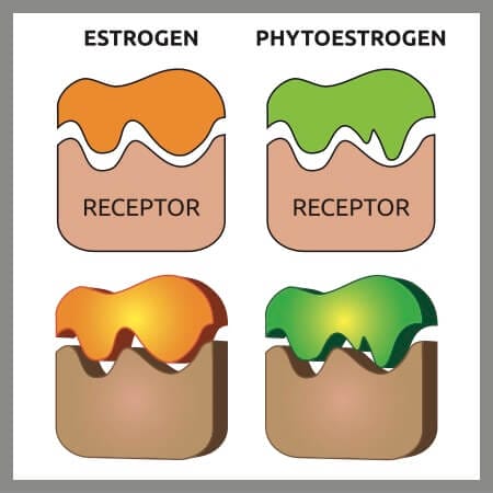 Graphic showing the similarity between natural estrogen and fake estrogen