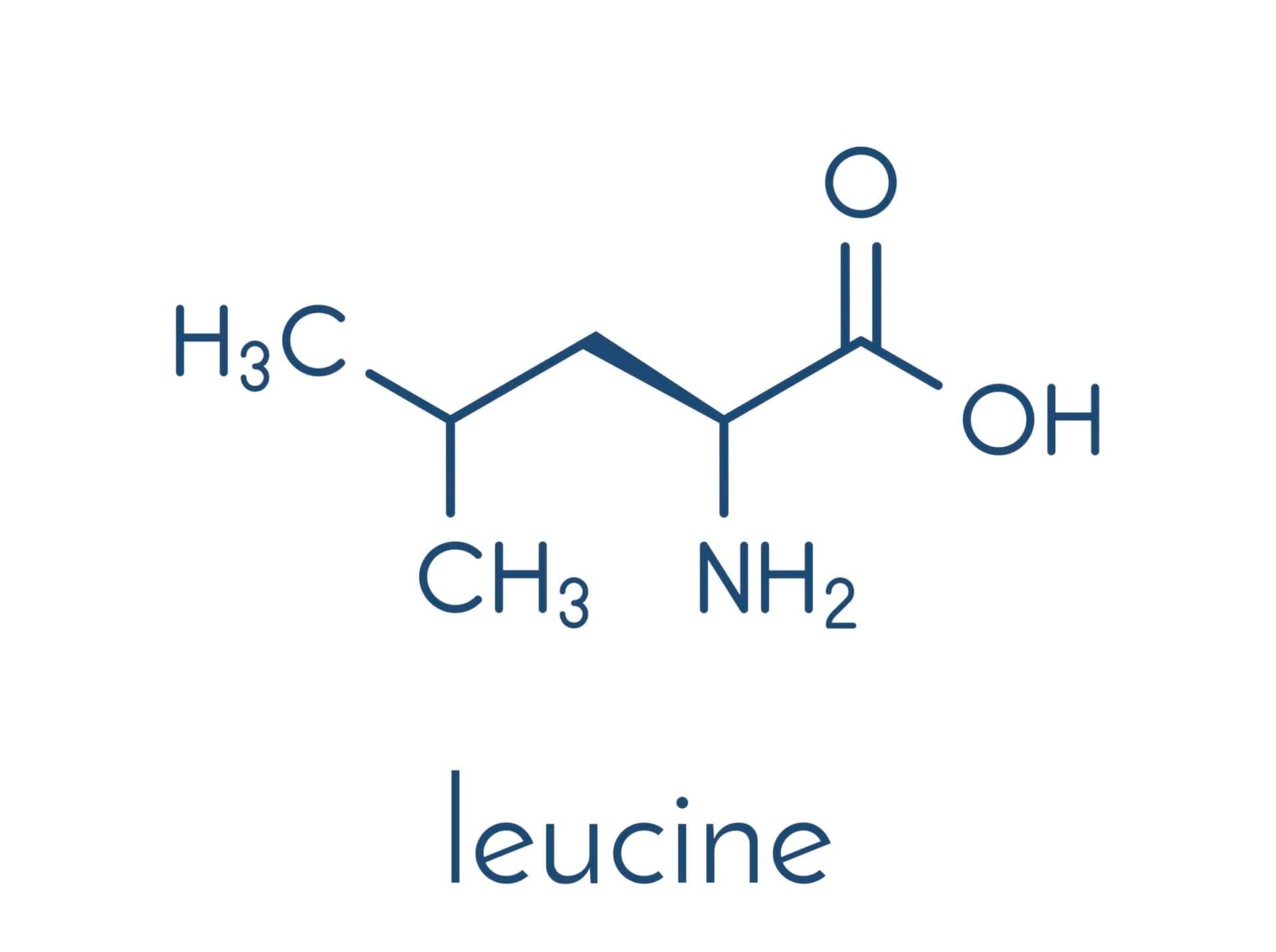 amino acid leucine
