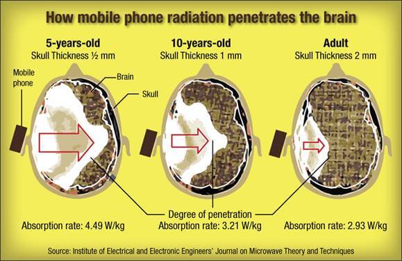 How mobile phone radiation penetrates the brain