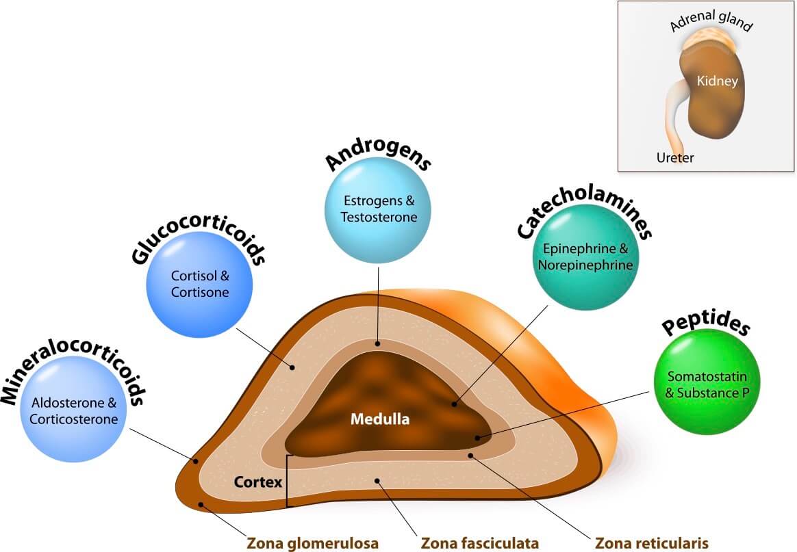 Diagram of an adrenal gland.