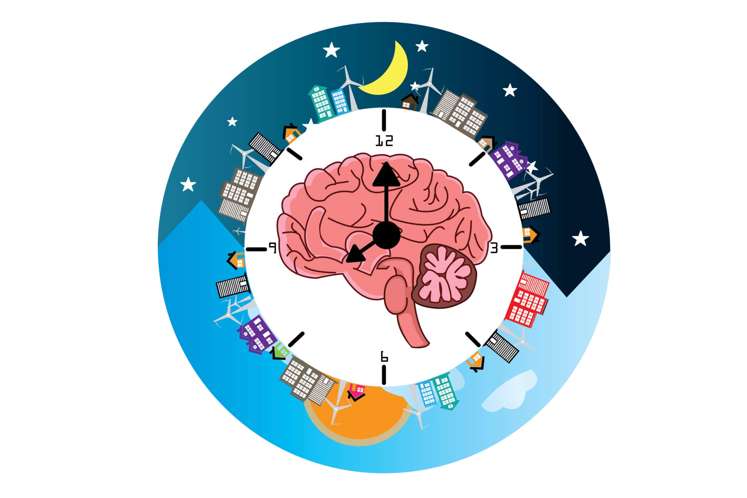 A graphical representation of the human circadian rhythm.