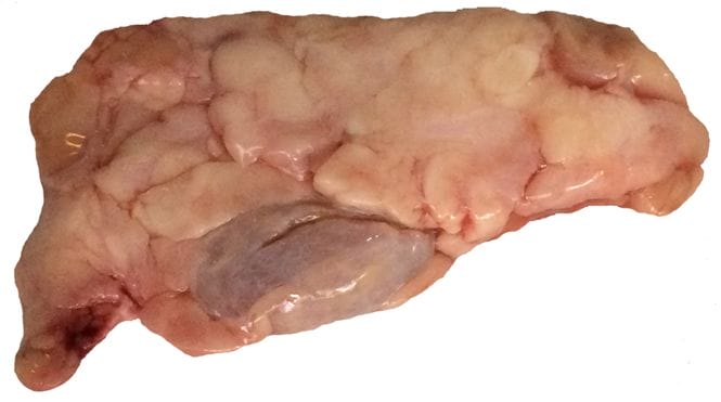 A picture of beef Thymus gland.