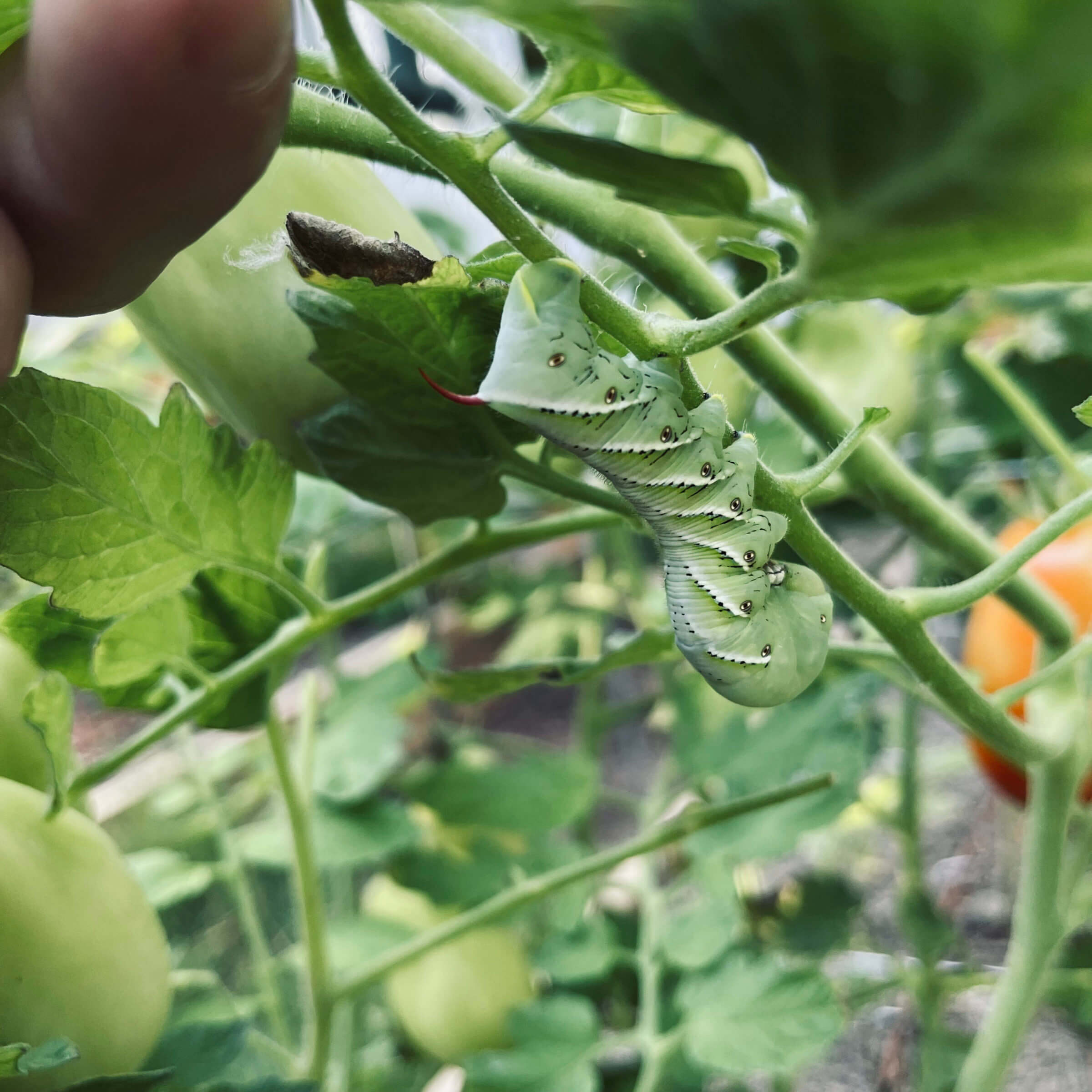 A caterpillar trying to eat our tomato plants (before I fed him to the chickens).