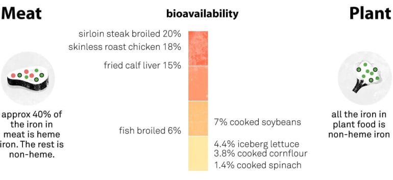 Graphic showing the bioavailability of plant foods compared to the bioavailability of animal-based foods.