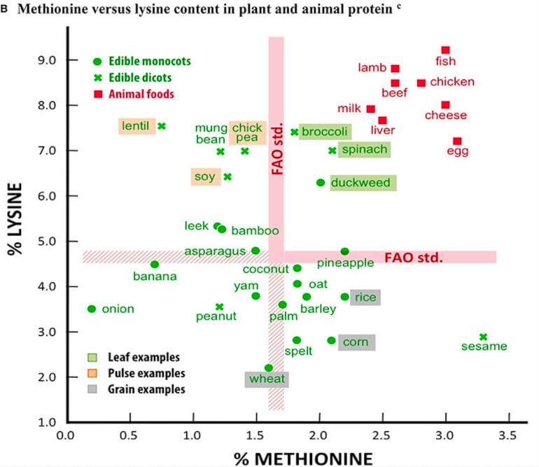 Graphic showing the incomplete amino acid profile of plant-bases foods.
