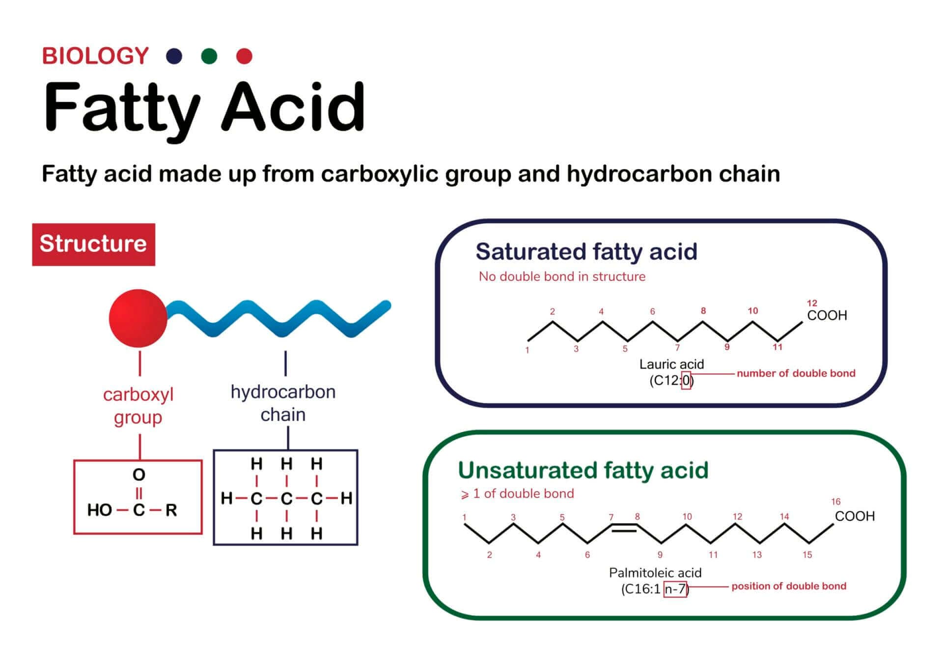 Polyunsaturated Fats (Not Saturated Fats) Cause Heart Disease