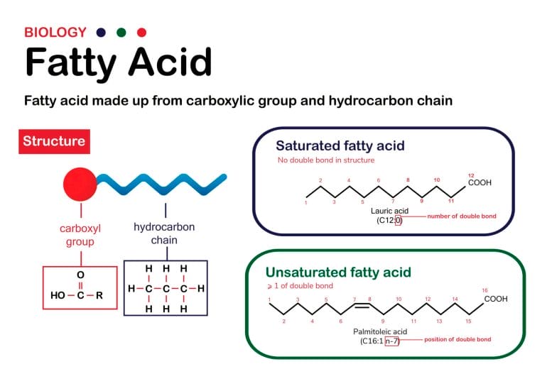 A graphic showing the molecular structure of saturated and unsaturated fatty acids.