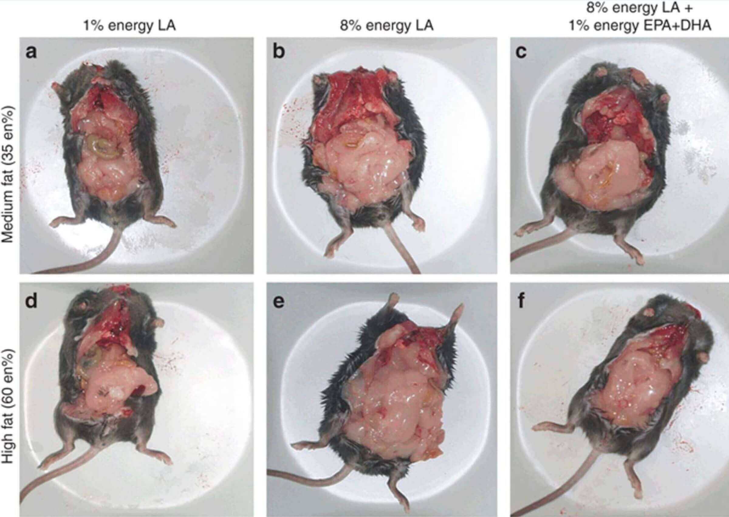 Reducing dietary linoleic acid to 1% prevents adipose tissue accumulation and reverses the obesogenic effects of a high-fat (60%) diet.