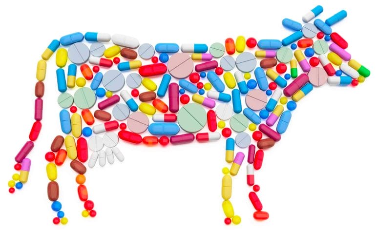 Some cattle get pumped full of medication.