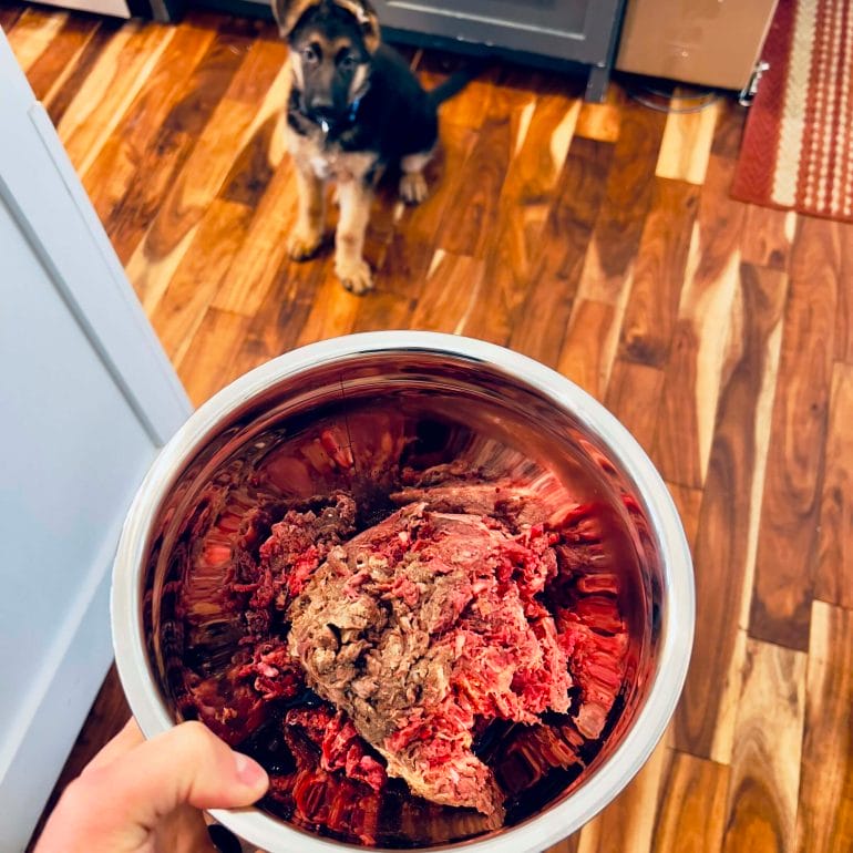 Rib Eye getting ready to chow down — but not on chow!