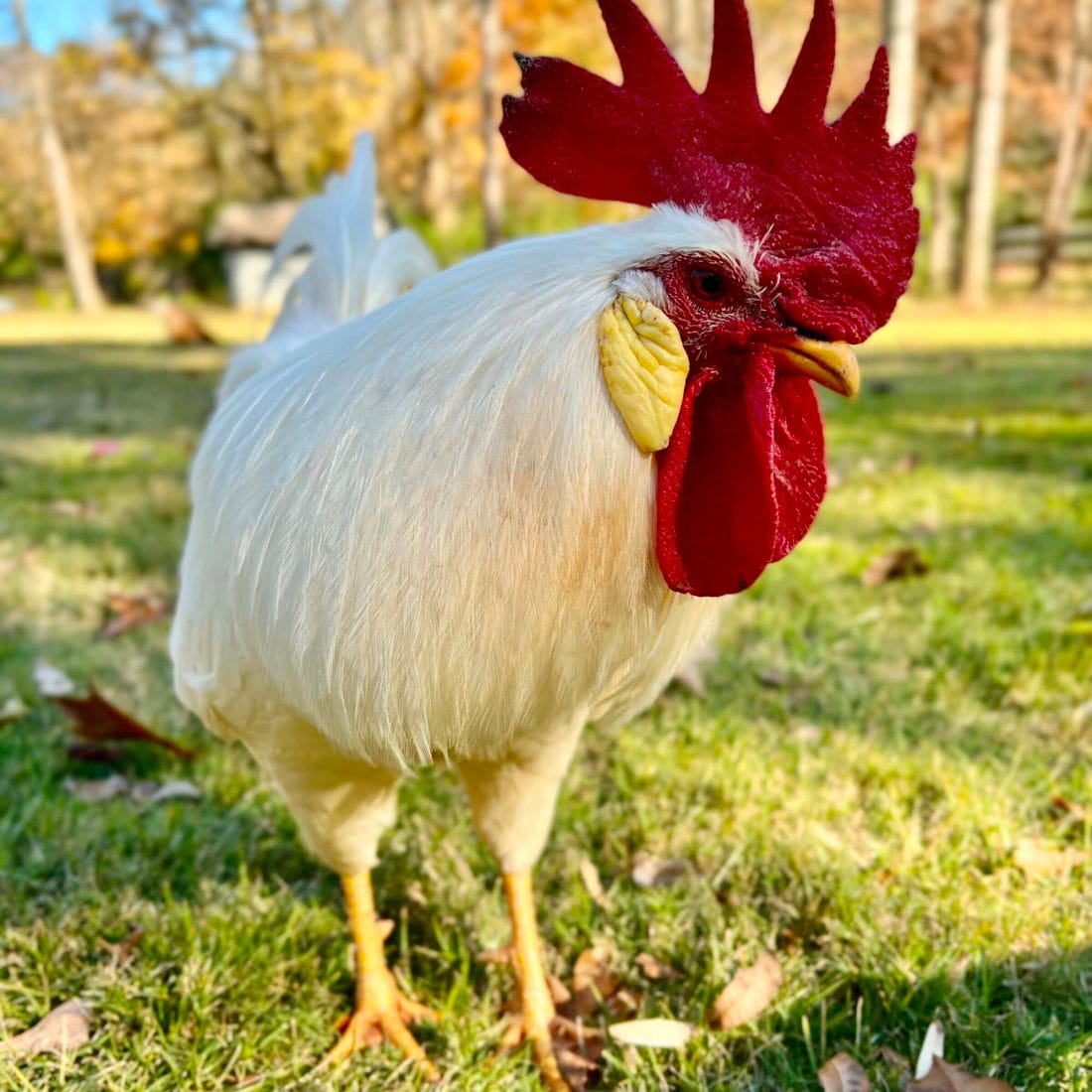 Our Rooster, Cacique.