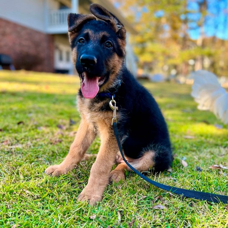 Our German Shepherd puppy Rib Eye.