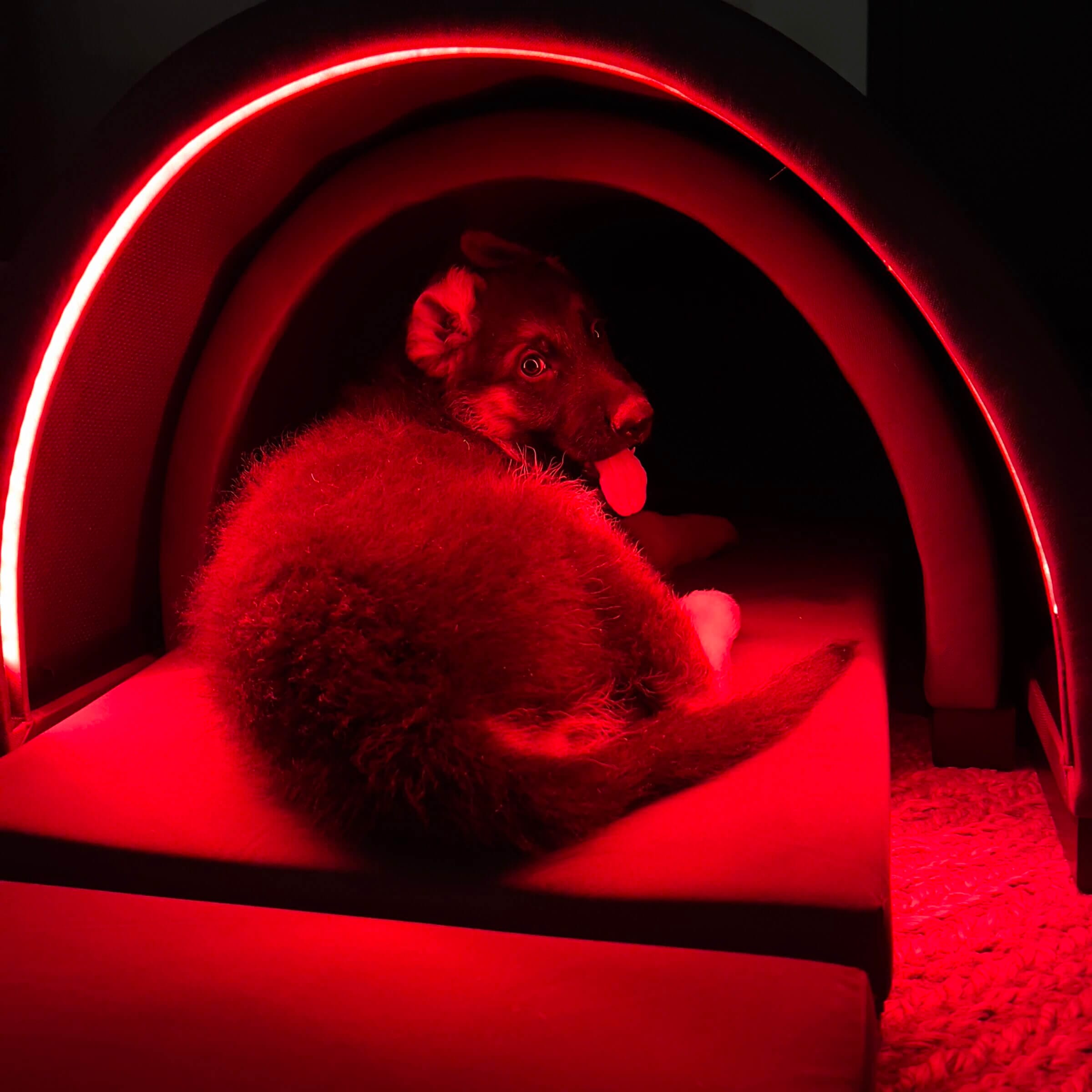 Our German Shepherd puppy realized that our sauna makes for a perfect cave to hide in.