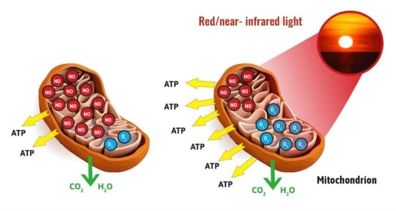 Phototherapy increases energy production (ATP) in the mitochondria.