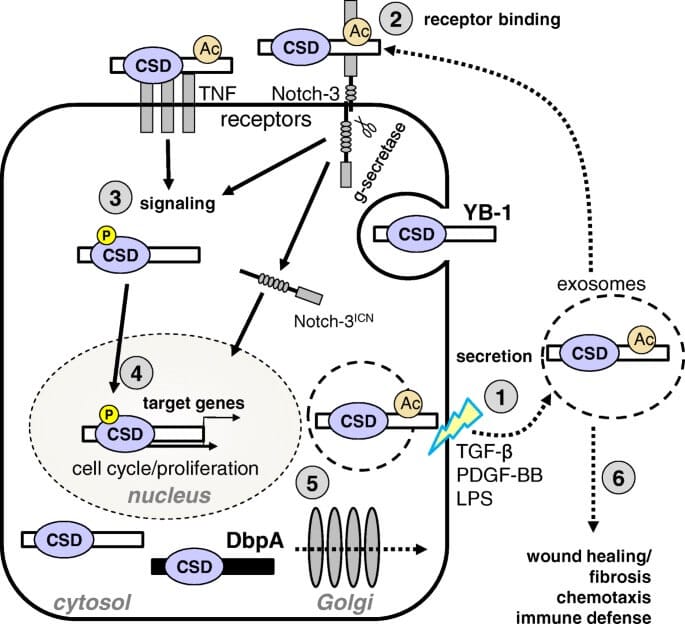 Cold shock proteins are important for cell communication and signaling.