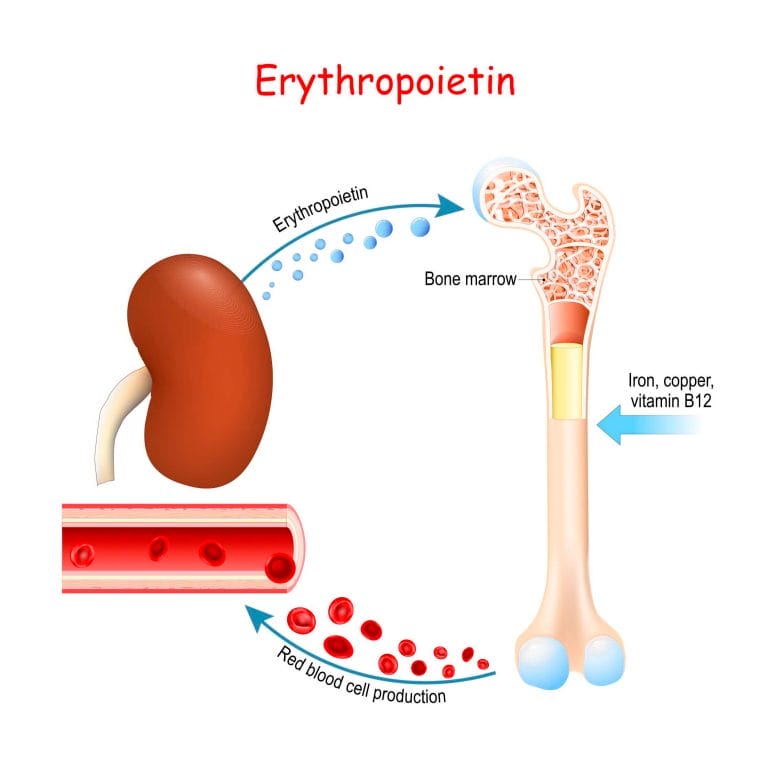 Erythropoietin triggers the creation of red blood cells in the bone marrow.